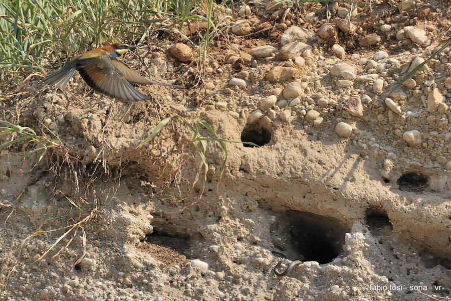 Il caparbio: predazione di biacco (foto-racconto)